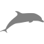 gray dolphin 3 icon