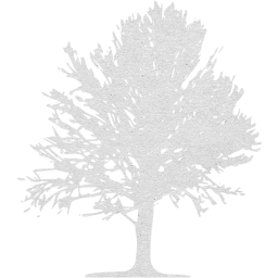 tree 18 icon