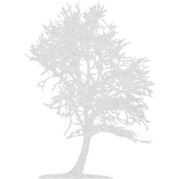 tree 43 icon