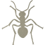 ant