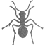 ant