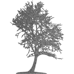 tree 43 icon