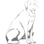 dog 13