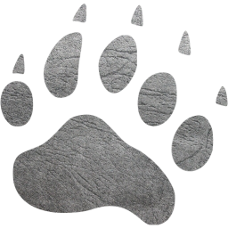 footprints bear icon