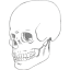 skull 38