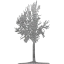 tree 42