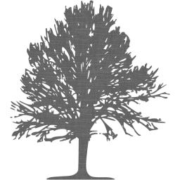 tree 24 icon