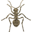 ant