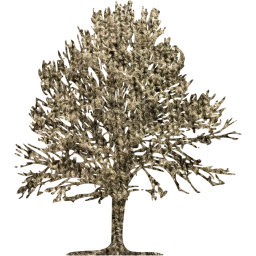 tree 24 icon