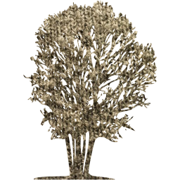 tree 31 icon