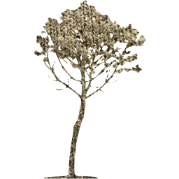 tree 34 icon