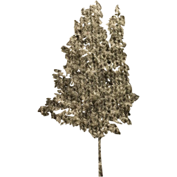 tree 35 icon