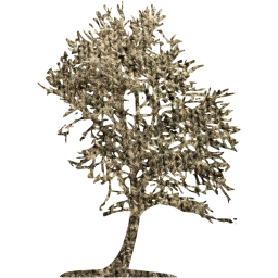 tree 43 icon