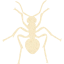 ant