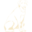 dog 13