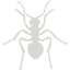 ant