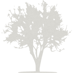 tree 21 icon