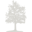 tree 26