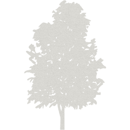 tree 74 icon