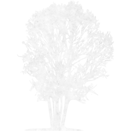 tree 31 icon