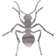 ant