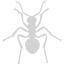 light gray ant icon